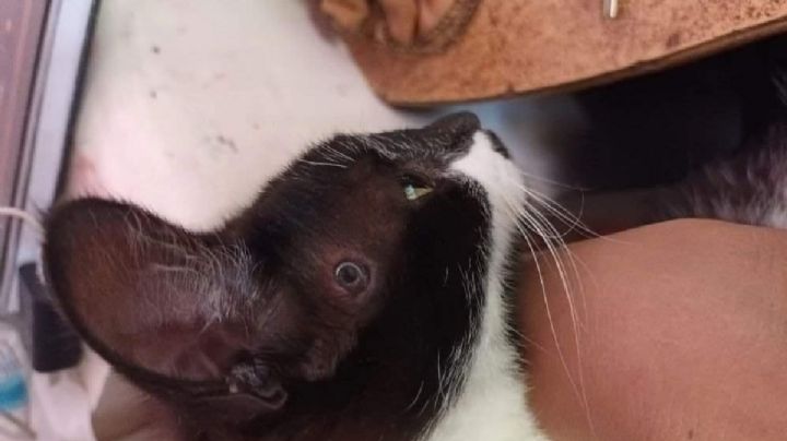 Monstruoso: encontraron a un gatito con un remache en la cabeza