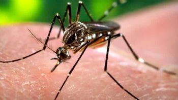 Se triplicaron los casos de Dengue en América y la OPS lanzó una fuerte adevertencia