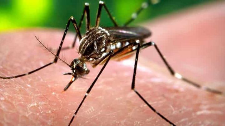 Atención: detectaron 2 casos de dengue en San Juan