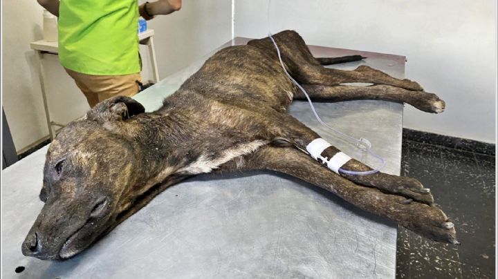 Piden ayuda para salvar a Malvina, una perra que tuvo cría y murieron todos sus cachorros