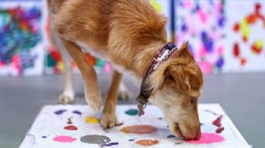 La mejor subasta: cuadros 'pintados' por perros abandonados