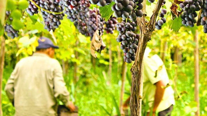 Qué significa la medida de Milei que impacta en el sector vitivinícola