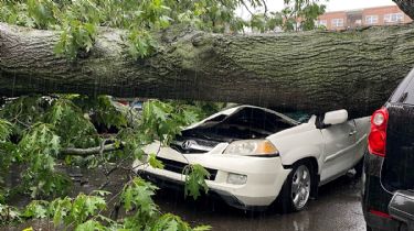 Un garrón: un árbol gigante cayó sobre 3 autos que arreglaban en un taller