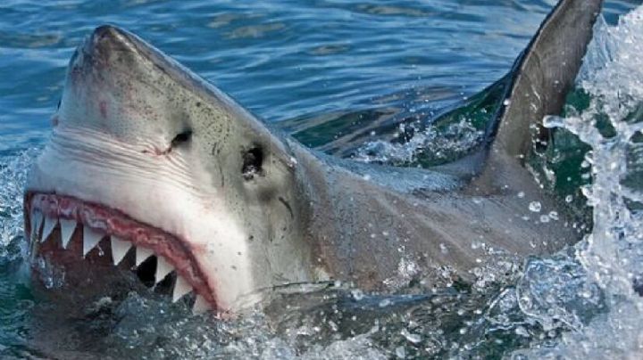 Horror: una turista murió al ser atacada por un tiburón