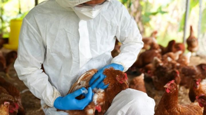 Se detectaron 6 nuevos casos de gripe aviar en lo que va de abril