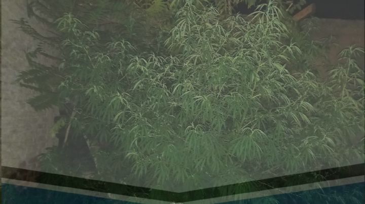 Pareja descontrolada: ocultaban 4 plantas de marihuana en un descampado