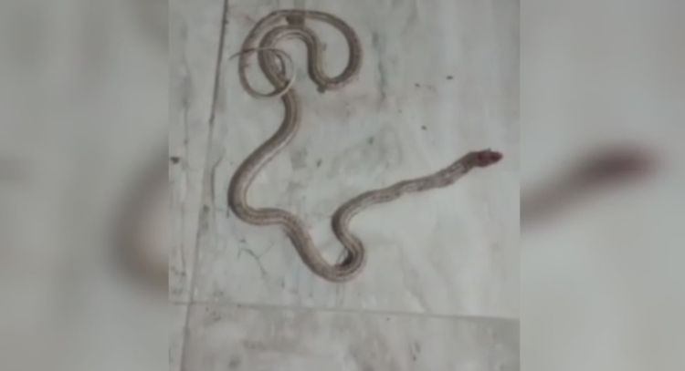 Impactante video: una serpiente gigante se metió a una casa en Pocito
