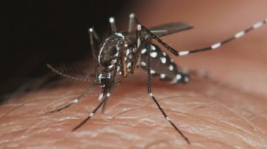 Estas son las recomendaciones para evitar la proliferación de mosquitos