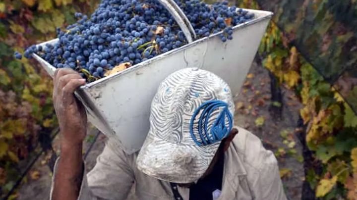 Números finales: así quedaron los salarios para los trabajadores de viña y bodegas