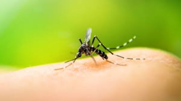 Dengue: sin casos autóctonos y "está todo controlado"