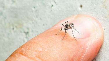 Salud confirmó 71.717 casos de Dengue en todo el país