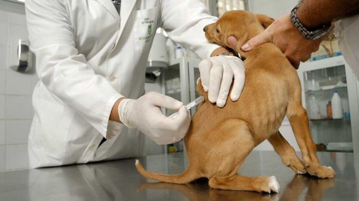 Mirá en qué zona de Rivadavia llevan a cabo la vacunación de mascotas