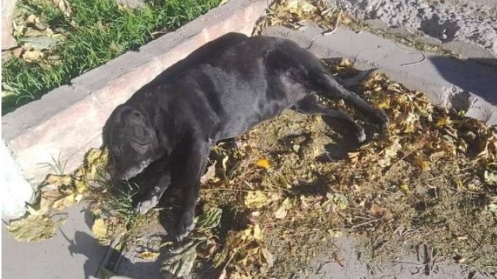 Maltrato animal: piden tránsito urgente para una perra a la que sus dueños abandonaron