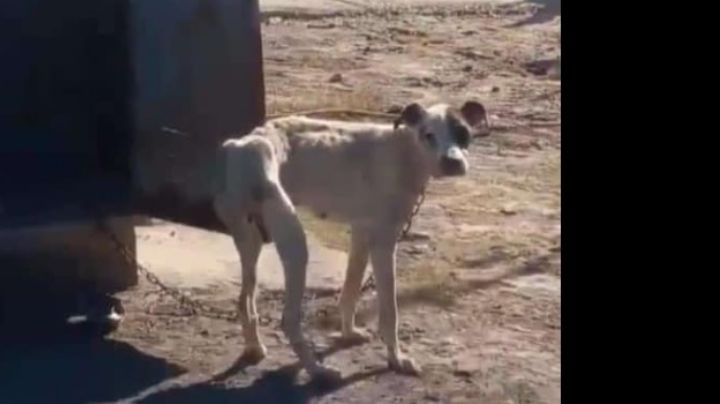 Desgarrador: atada y desnutrida así rescataron a una perrita de San Martin