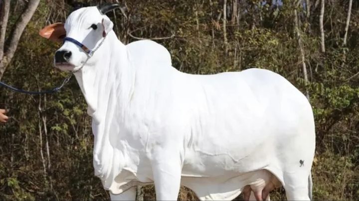 Existe la vaca más cara del mundo: ¿cuánto pagaron por su venta?