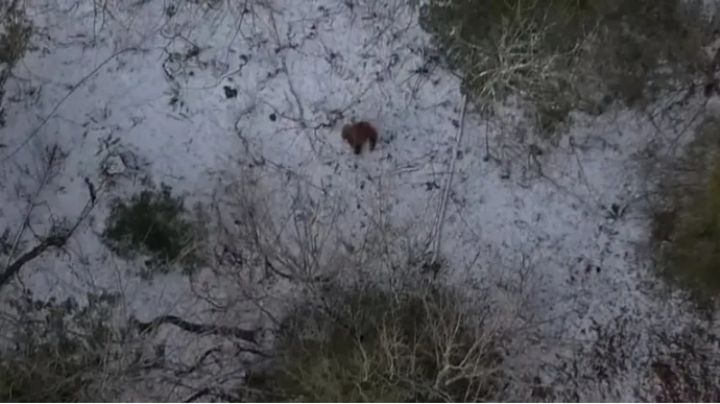 Un drone captó una extraña criatura en la nieve: ¿es Pie Grande?, mirá