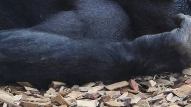 Conmoción: mataron a tiros a 2 chimpancés que huyeron de un zoológico