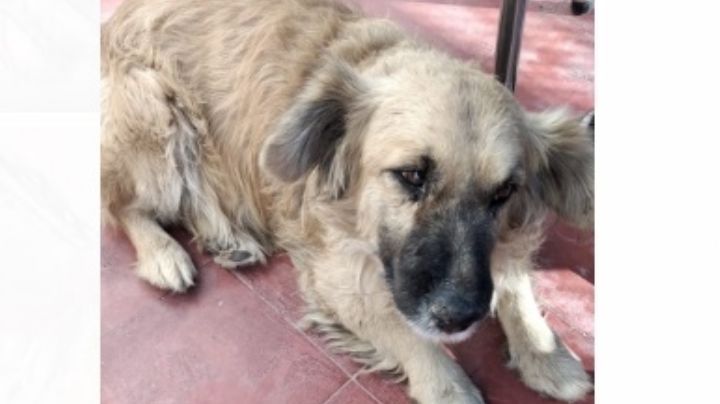 Foto: "Herido y desolado", así abandonaron a un perrito en Capital