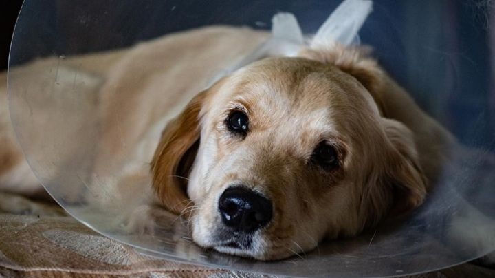 Análisis: por qué es importante la castración de las mascotas