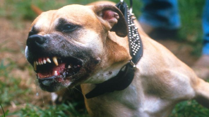 Horror: Un pitbull la atacó y acabó con numerosos cortes en su cuerpo