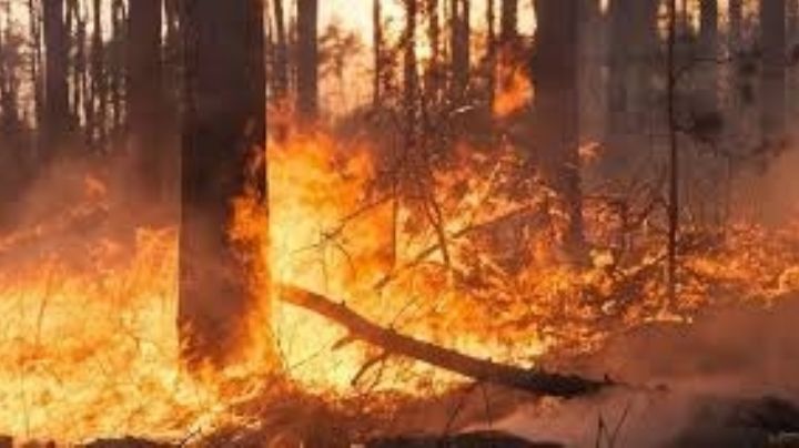 Video: un peligroso incendio dejó a los zondinos en vilo