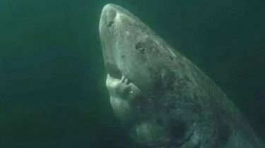 Impactante: hallaron el tiburón más viejo del mundo, ¿qué edad tiene?