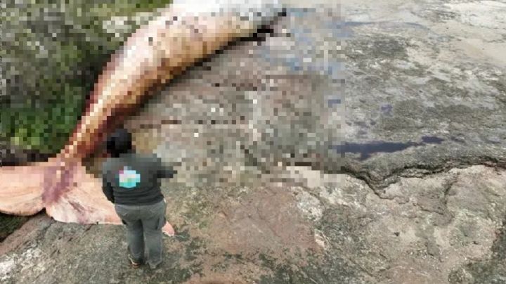 Impactante: una ballena de 20 toneladas apareció muerta
