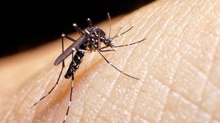 Alerta por dengue y COVID: estas son las provincias más afectadas