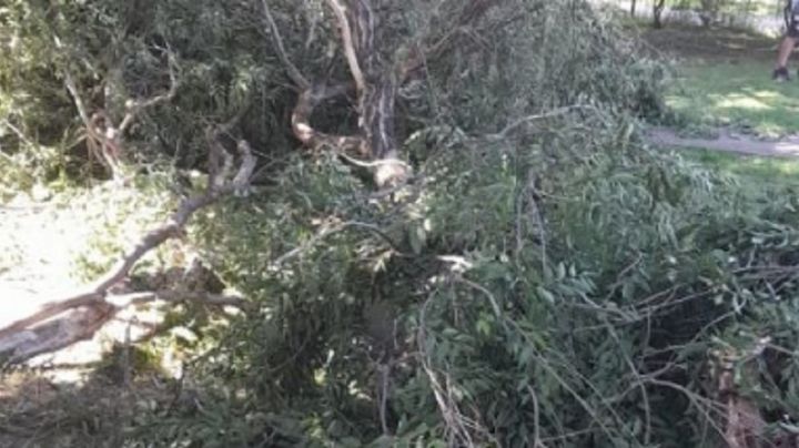 Un anciano reposaba en Carlos Paz y un árbol le arruinó el paseo