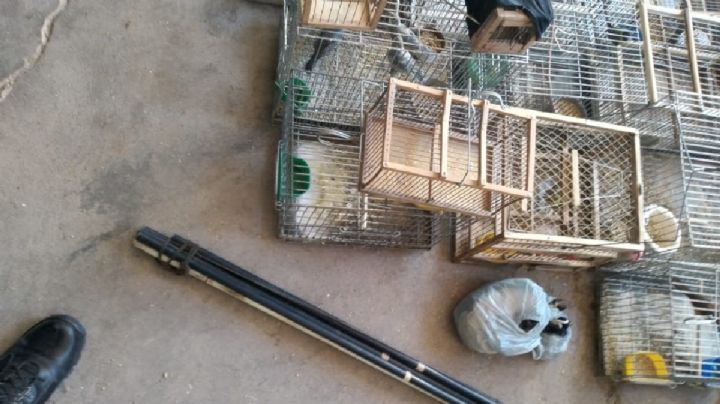 Rescataron 25 aves en un allanamiento en Zonda