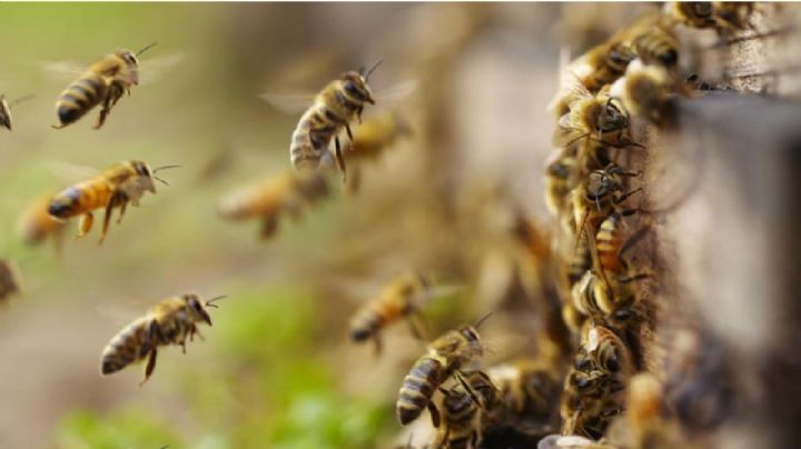 Un hombre de 71 años murió luego de ser atacado por abejas