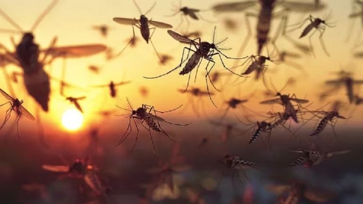 Conocé las razones de por qué los mosquitos pican más a unas personas que a otras