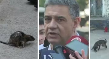 Una rata fue protagonista de una conferencia de prensa y se hizo viral