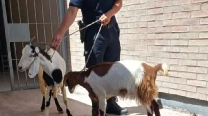 Le quitaron las dos cabras que había comprado porque eran robadas