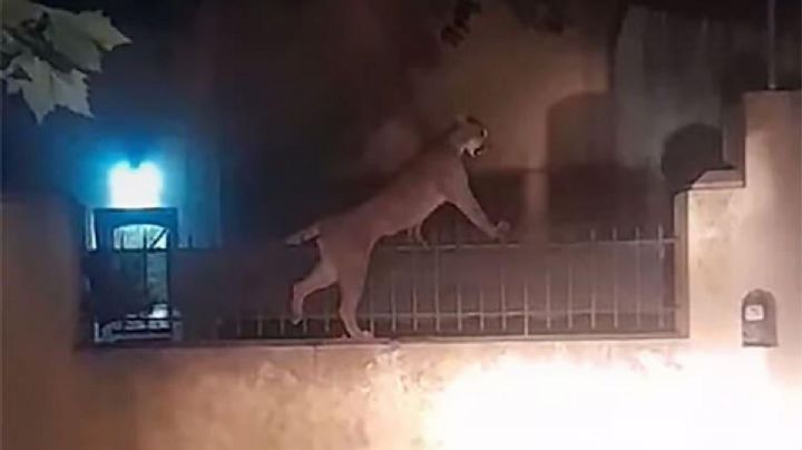 Video: un puma suelto causó pánico en las calles de Necochea