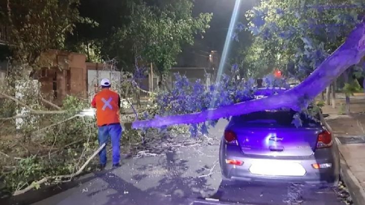 Caos vehicular en Capital por árbol que cayó sobre un auto y lo destrozó