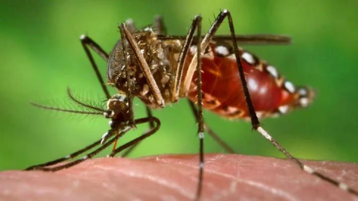 Alerta por el dengue: el Gobierno reúne a los ministros de Salud de todas las provincias